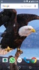Bald Eagle HD Wallpaper.. screenshot 3