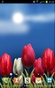 Flowers HD free Live Wallpaper screenshot 6