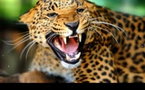 Leopard screenshot 2