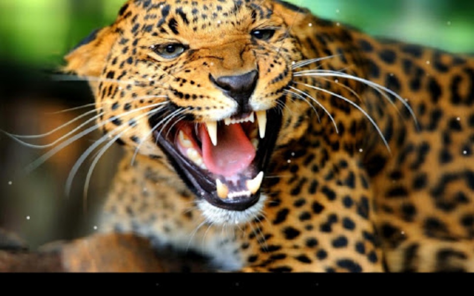 Leopard - Preview 2