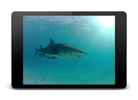 Sharks Video Live Wallpaper screenshot 1