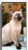 Siamese Cat Wallpapers screenshot 5