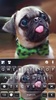 Cute Tongue Pug screenshot 1