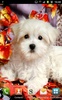 Cute Puppies Wallpapers screenshot 2