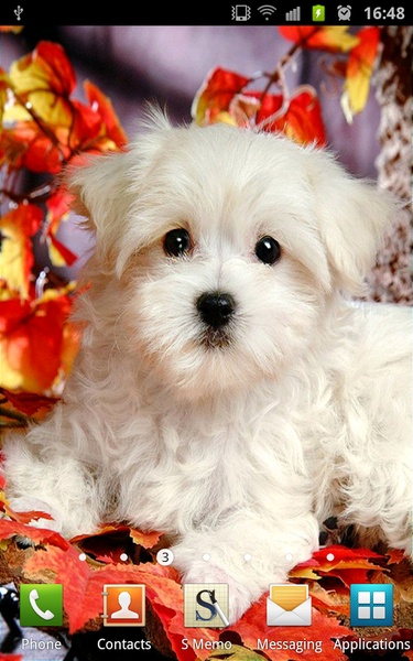 Cute Puppies Wallpapers - Preview 2