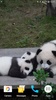 Panda Video Wallpaper screenshot 9