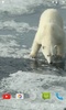 Polar Bear Video Wallpaper screenshot 3