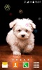 Puppy Live Wallpaper screenshot 2