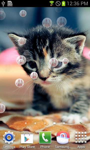 Cute Cat - Preview 4