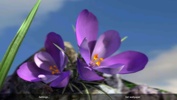 Nature Live: The Spring 3D screenshot 3