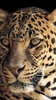 Magic Touch: Leopard Live Wall screenshot 6