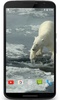 Polar Bear Video Wallpaper screenshot 4