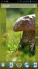 Mushrooms Live Wallpaper screenshot 10