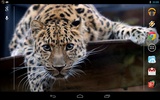 Magic Touch: Leopard Live Wall screenshot 2