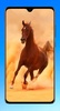 Horse Wallpaper 4K screenshot 14
