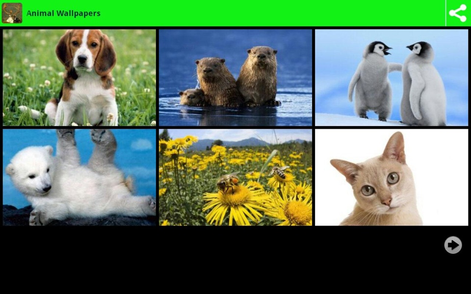 Stunning Animal Wallpapers - Preview 5