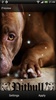 Pitbull Dog Live Wallpaper screenshot 7