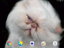 Cat Shake HD Live Wallpaper screenshot 4