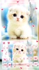 Cute White Kitten screenshot 5