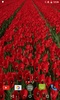 Red Tulips Live Wallpaper screenshot 2