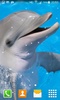 Dolphin Live Wallpapers screenshot 5