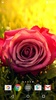 गुलाब के फूल screenshot 8