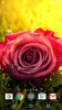 Roses screenshot 8