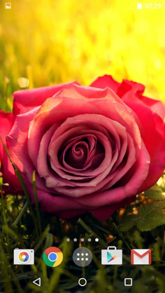 Roses - Preview 8