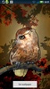 Owl Wallpaper screenshot 2