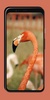 Flamingo Wallpaper screenshot 6