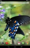 Butterflies Live Wallpaper screenshot 3