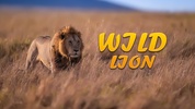 Lion Simulator Animal Games 3d screenshot 1