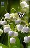 Lily of The Valley Wallpaper screenshot 5