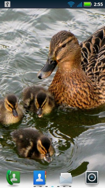 Adorable Ducks Live Wallpaper - Preview 4