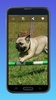 Amazing Pugs Wallpapers screenshot 1