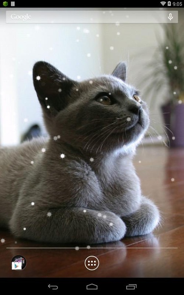 British Shorthair - Preview 9
