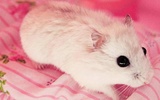 Puzzle - Cute Hamsters screenshot 11