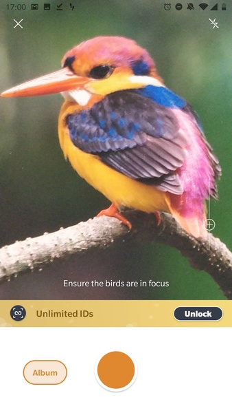 Picture Bird - Bird Identifier - Preview 5