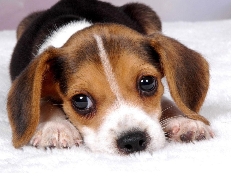 Free Puppy Dog Wallpaper - Preview 7
