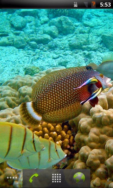 Tropical Fish Live Wallpaper - Preview 5