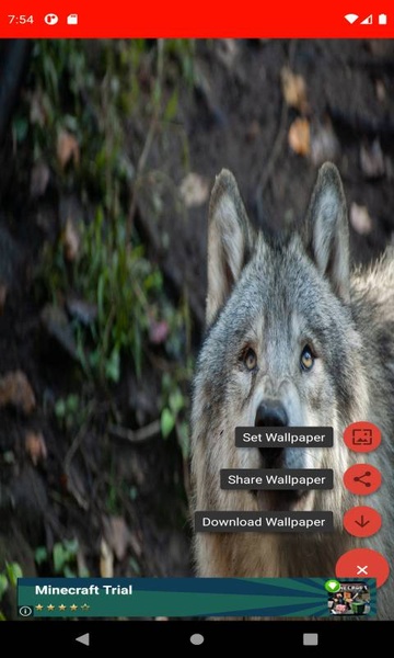 The most beautiful wolf pictures around the world of 4K - Preview 4