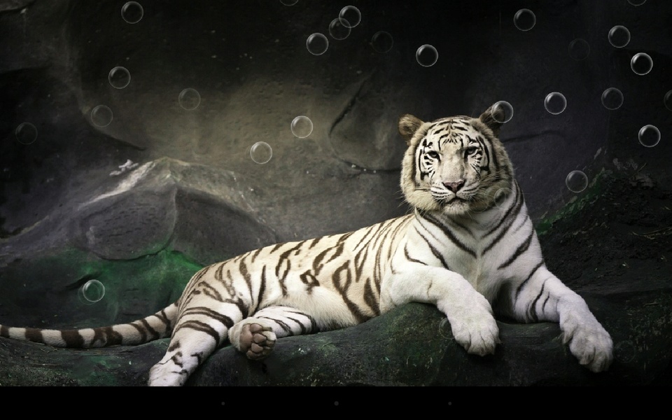 Bengal Tiger - Preview 6