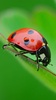 Ladybug Live Wallpaper screenshot 7