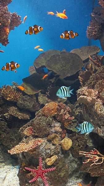 Ocean Fish Live Wallpaper - Preview 7