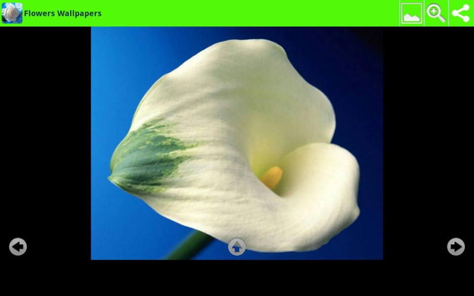 Flowers Wallpapers - Preview 3