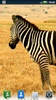 Zebras Live Wallpaper screenshot 3