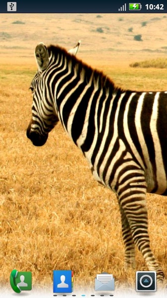 Zebras Live Wallpaper - Preview 3