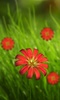 360°FlowerLiveWallpaper screenshot 1