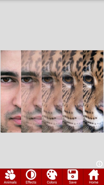 AnimalFaces - Preview 3