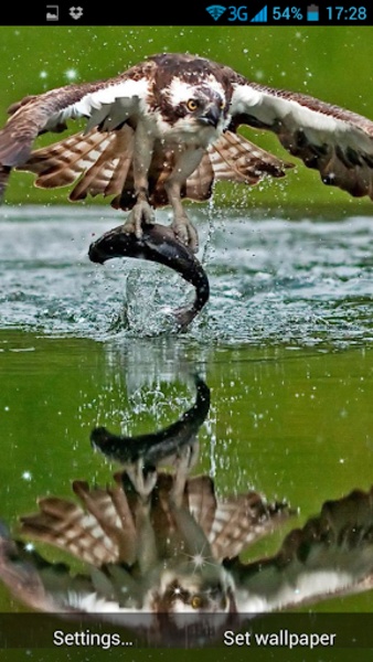 3D Bird Live Wallpaper - Preview 1